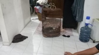 Asyik Main di Kamar, Kartam Tak Sadar Burung dan Motornya Digasak Maling