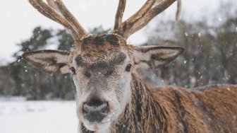 Wow, Rusa di Finlandia Memiliki Tanduk yang Menyala Dalam Gelap