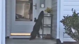 Pulang ke Rumah, Wanita Ini Kaget Ada Buaya yang Ingin 'Bertamu' 