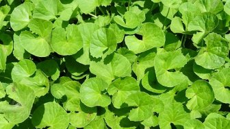 Lagi Tren Sebagai Bahan Baku Skincare, Ini Manfaat Centella Asiatica