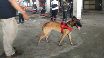 Polda Sulsel Kerahkan Anjing Pelacak dan Penjinak Bom ke TPS