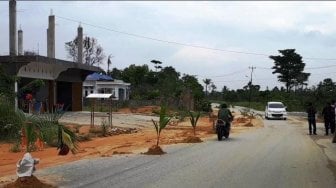 Kesal Berlumpur dan Licin, Warga Nekat Tanam Pohon Kelapa di Jalan