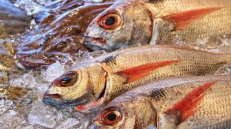 Makan Ikan Cegah Kerusakan Otak Akibat Polusi Udara, Ini Buktinya!