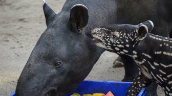 Seekor anak tapir (tapirus indicus) yang diberi nama Bona bersama induknya di Kebun Binatang Bandung, Jawa Barat, Sabtu (18/5). [ANTARA FOTO/Raisan Al Farisi]