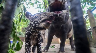 Lucunya Bona, Bayi Tapir yang Lahir di Kebun Binatang Bandung