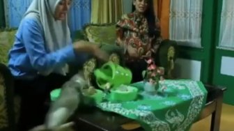 Viral Adegan Kucing di Sinetron Azab, Dikecam Organisasi Pecinta Hewan