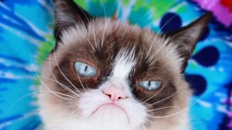 Menderita Komplikasi, Selebgram Grumpy Cat Mati
