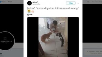 Coba Damaikan Dua Kucing Berantem, Aksi Pria Ini Malah Bikin Ngakak