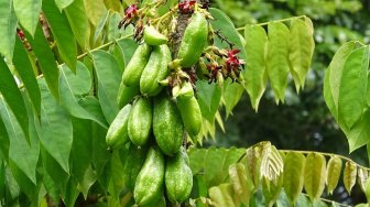 Sering Dibuat Masakan, Belimbing Wuluh Tidak Boleh untuk Penderita Ginjal