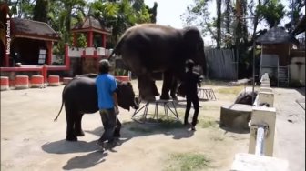 Sempat Viral, Bayi Gajah Mirip Dumbo Tewas Setelah Dipaksa Menari