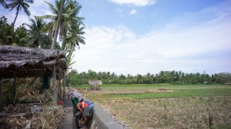 Untuk Keuntungan Petani, Kementan Terus Sosialisasikan Asuransi Padi