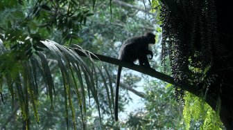 Lutung Budeng (Trachypithecus Auratus) terlihat di antara pepohonan di sekitar Situ Gunung, Kadudampit, Kabupaten Sukabumi, Jawa Barat, Jumat (25/5). [Suara.com/Arief Hermawan P]