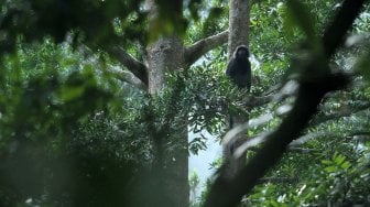 Lutung Budeng (Trachypithecus Auratus) terlihat di antara pepohonan di sekitar Situ Gunung, Kadudampit, Kabupaten Sukabumi, Jawa Barat, Jumat (25/5). [Suara.com/Arief Hermawan P]