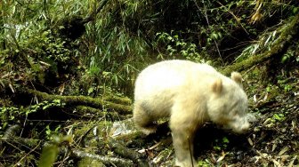 Panda Albino Langka Terekam Kamera Berkeliaran di China