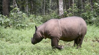 Badak Sumatra Jantan Terakhir di Malaysia Mati, Tersisa di Indonesia