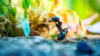 10 Cara Mengeluarkan Semut dari Telinga Secara Aman, Jangan Panik Berlebihan!
