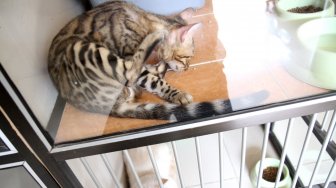 Pekerja melakukan perawatan terhadap kucing yang dititipkan di Hotel Kucing Mimo, Pejaten, Jakarta Selatan, Kamis (30/5).  [Suara.com/Arief Hermawan P]