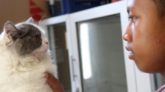 Pekerja melakukan perawatan terhadap kucing yang dititipkan di Hotel Kucing Mimo, Pejaten, Jakarta Selatan, Kamis (30/5).  [Suara.com/Arief Hermawan P]