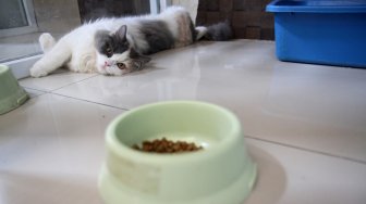 Pekerja melakukan perawatan terhadap kucing yang dititipkan di Hotel Kucing Mimo, Pejaten, Jakarta Selatan, Kamis (30/5).  [Suara.com/Arief Hermawan P]
