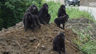 Seekor Kera hitam Sulawesi (Macaca tonkeana) berada di jalan pada jalur mudik poros Tawaeli-Toboli di Kawasan Pegunungan Kebun Kopi, Parigi Moutong, Sulawesi Tengah, Kamis (30/5). [ANTARA FOTO/Mohamad Hamzah]