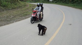 Hati-hati Ada Kera Hitam di Jalur Mudik Parigi Moutong Sulawesi