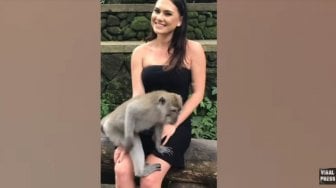 Ups, Kemben Turis Cantik Nyaris Melorot Ditarik Kera di Bali