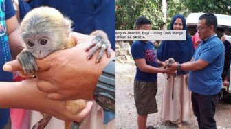 Seekor Bayi Lutung Ditemukan Warga Terdampar di Jalan
