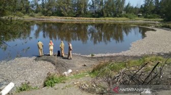 Diduga Tercemar Limbah Budidaya Udang, Satu Ton Ikan di Laguna Trisik Mati