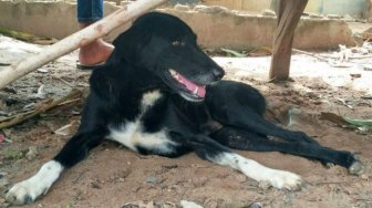Kisah Anjing Cacat di Thailand Selamatkan Bayi yang Dikubur Hidup-hidup