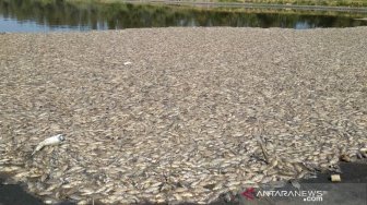 Pengunjung Pantai Trisik Anjlok, Bau Busuk Bangkai Ikan Jadi Penyebab