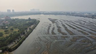 Suasana Waduk Pluit yang mengalami pendangkalan di Jakarta, Selasa (11/6). [Suara.com/Muhaimin A Untung]