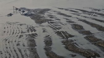 Suasana Waduk Pluit yang mengalami pendangkalan di Jakarta, Selasa (11/6). [Suara.com/Muhaimin A Untung]