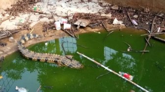 Kondisi Mini Zoo Kostrad Cilodong Viral, Makanan Busuk hingga Air Kotor