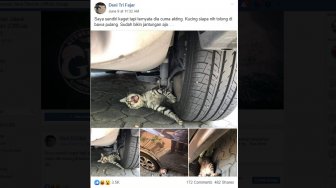 Aksi Kocak Prank Kucing Usil Bikin Ngakak