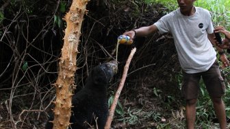 Beruang madu (Helarctos malayanus) terkena jerat babi di perkebunan sawit Desa Lubuk, Kecamatan Jeumpa, Aceh Barat Daya, Aceh, Selasa (11/6). [ANTARA FOTO / Khalis Abdya]
