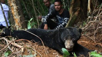 Beruang madu (Helarctos malayanus) terkena jerat babi di perkebunan sawit Desa Lubuk, Kecamatan Jeumpa, Aceh Barat Daya, Aceh, Selasa (11/6). [ANTARA FOTO / Khalis Abdya]
