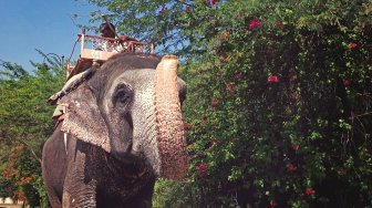 Pose Telanjang di Atas Punggung Gajah, Model Cantik Ini Panen Hujatan