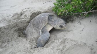 Iseng Rusak Sarang Penyu di Pantai, Wanita Ini Didenda Rp 72 Juta