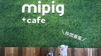 Minum Teh Bersama Babi Imut nan Menggemaskan di Mipig Cafe Tokyo