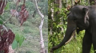 Diduga Kelaparan, 11 Gajah Liar Masuki Perkebunan Sawit di Riau
