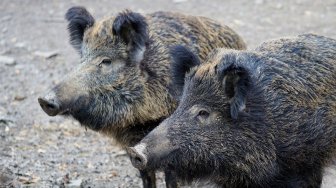 Hong Kong Kurangi Populasi Babi Hutan, Ini Alasannya