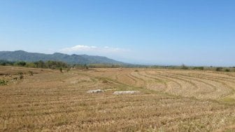 Kementan Ajak Petani di Banten Ikut Asuransi Usaha Tanaman Padi