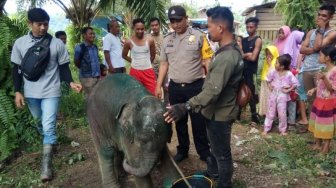 Terkena Jerat, Anak Gajah Alami Luka Infeksi Parah di Aceh TImur