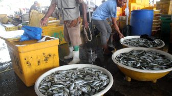 Aktivitas di Pasar Ikan Muara Angke, Jakarta, Kamis (20/6). [Suara.com/Arief Hermawan P]