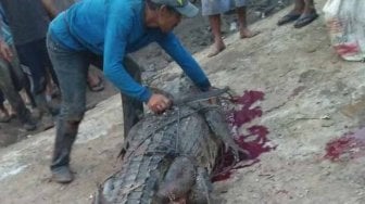 Ngeri, Warga Riau Tangkap Buaya Raksasa, Saat Dibelah Isinya Kaki Manusia