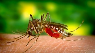 Studi: Nyamuk Tidak Bisa Tularkan Virus Corona