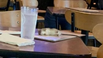 Ngeri, Makan di Restoran, Perempuan Ini Kejatuhan Tikus