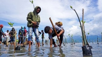 Aksi Tanam Mangrove di Lokasi Tsunami