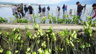 Rehabilitasi Mangrove di Indonesia, Pantai Tanjung Pasir Jadi yang Pertama