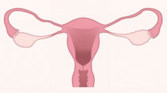 Penting untuk Dijaga, Ini Fungsi Uterus Pada Wanita